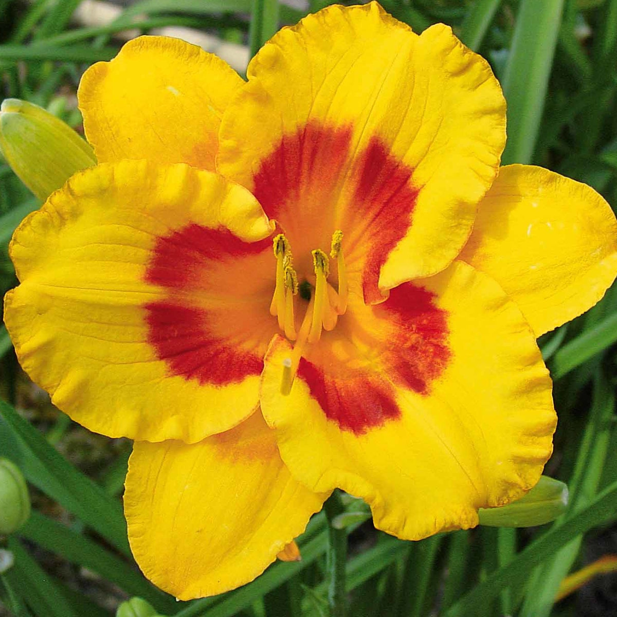 3 Hémérocalles Fooled me Série 500 - Hemerocallis fooled me série 500 - Bakker