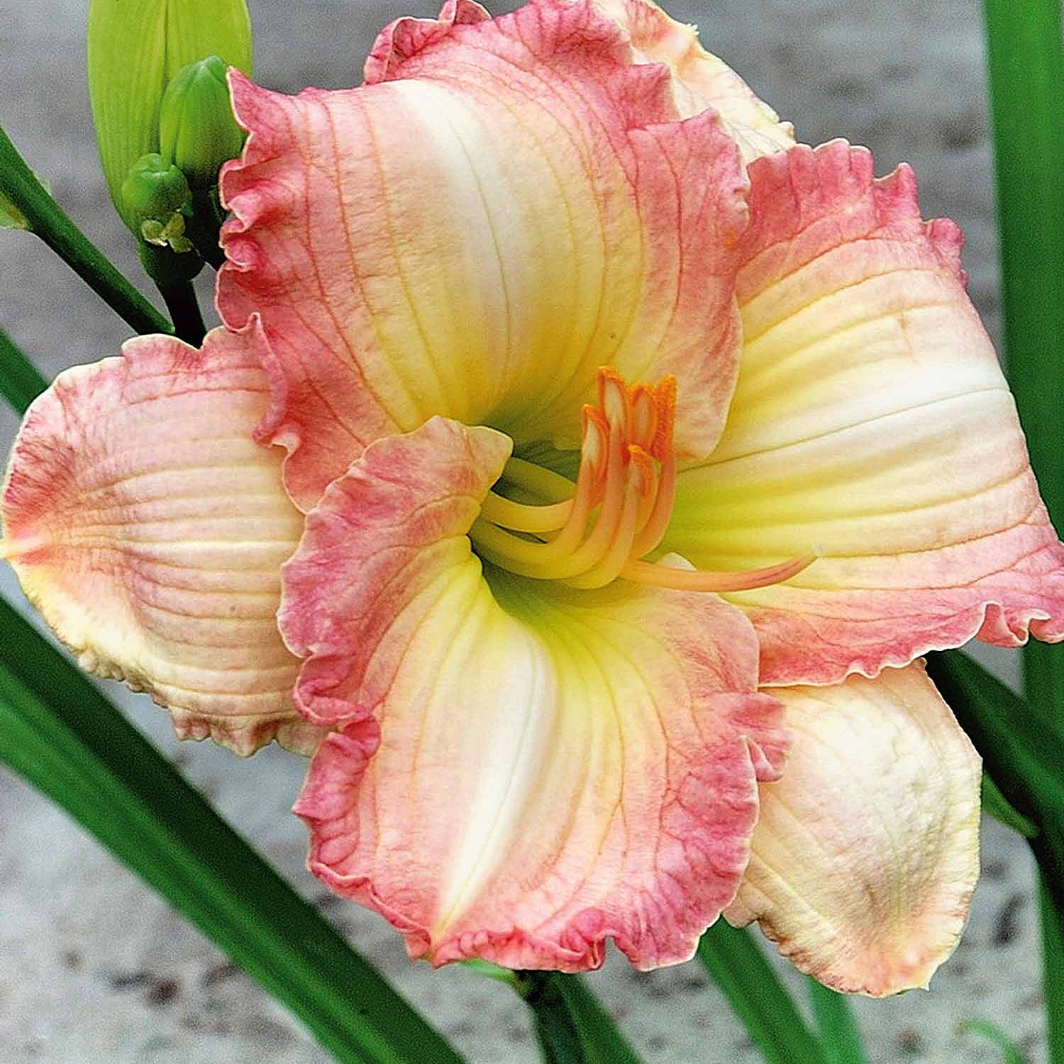 Bakker - 3 Hémérocalles Frosted Vintage Ruffles Série 500 - Hemerocallis frosted vintage ruffles série 500 - Plantes d'extérieur