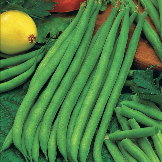 Haricot nain mangetout Princesse double de Hollande - Bakker