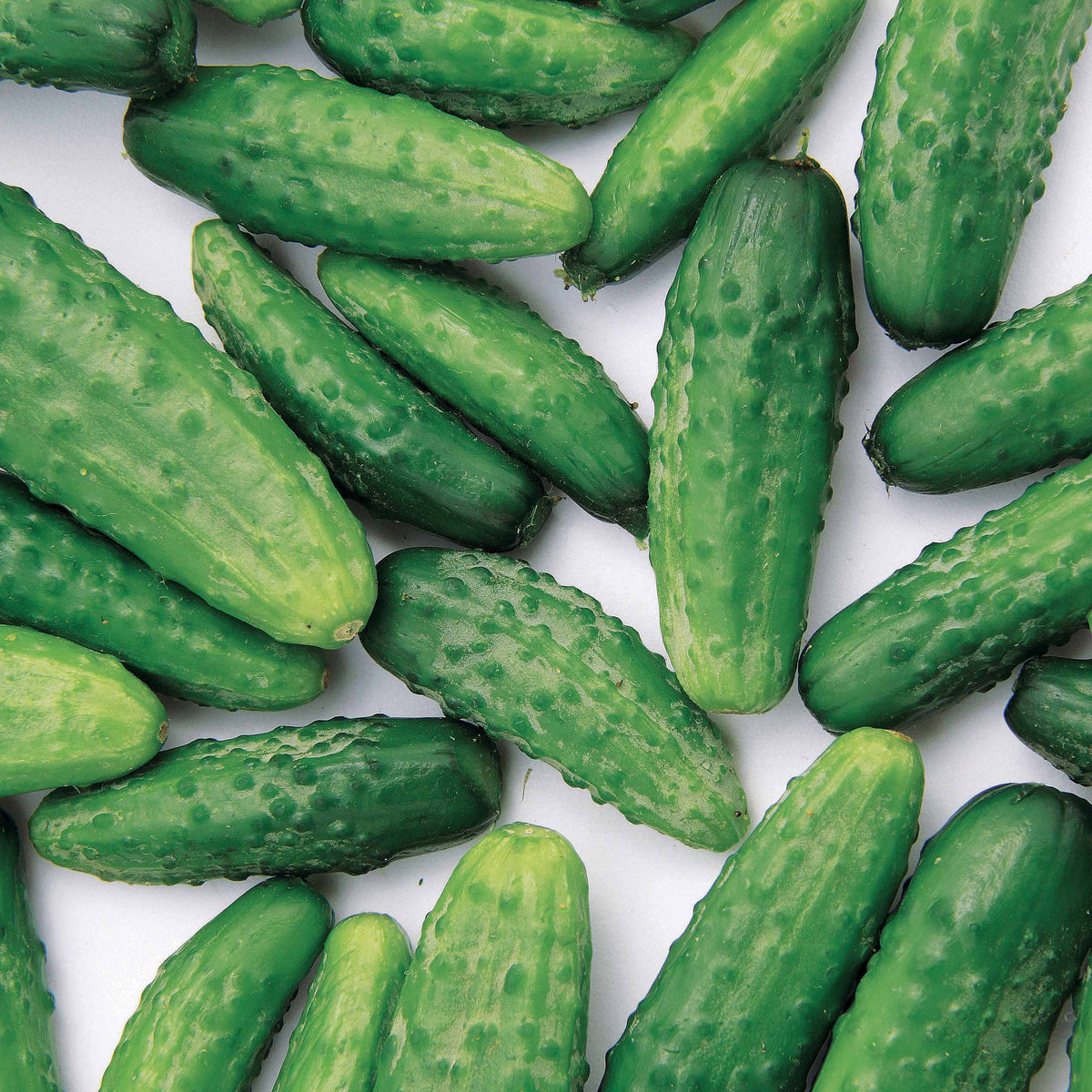 Graines de cornichons - Cornichon Regal F1 - Cucumis sativus regal