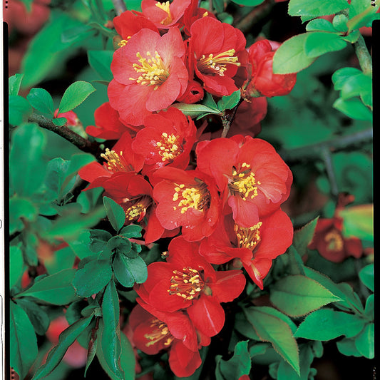 Cognassier du Japon Cido - Bakker