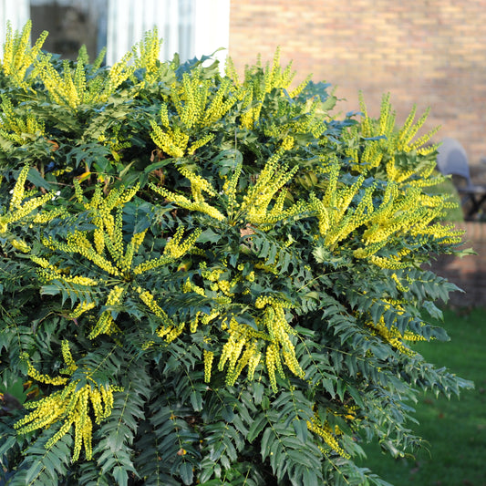 Mahonia Soleil d'hiver - Bakker.com | France