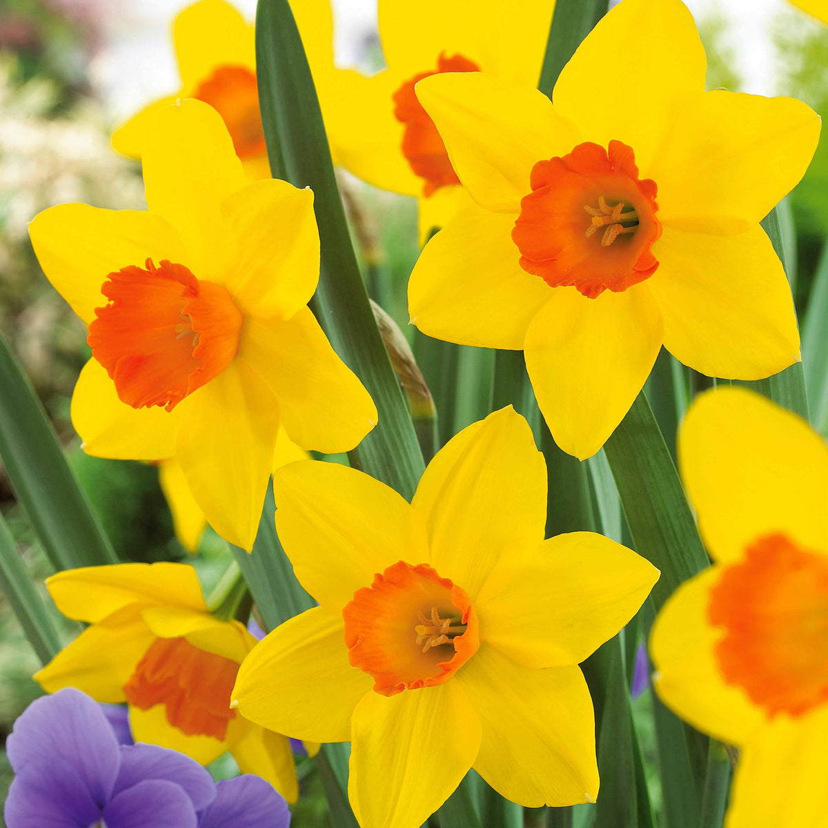 Narcissus fortune - 10 Narcisses Fortune - Bulbes de Narcisse