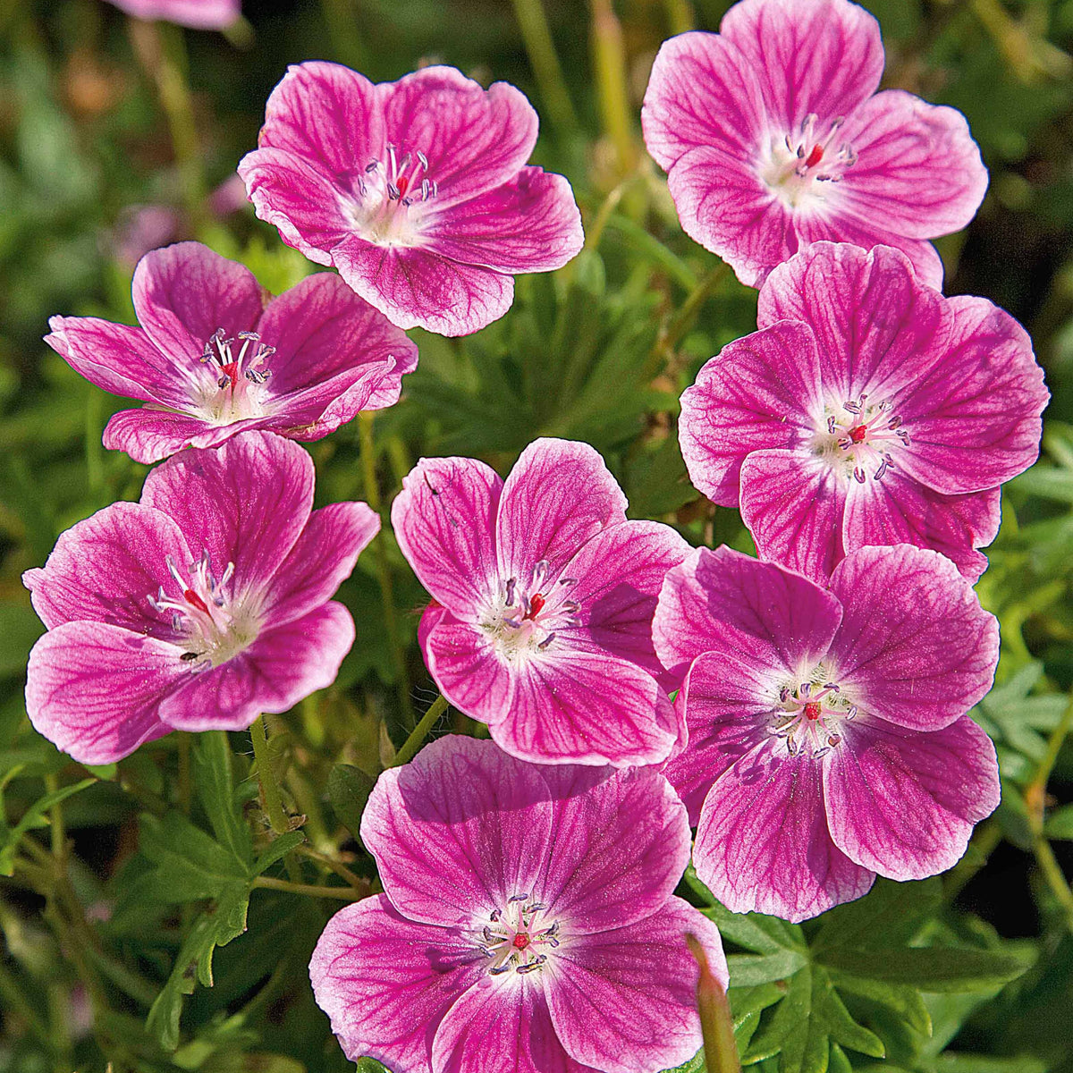 Géraniums - Géranium vivace sanguin Elke - Geranium sanguineum Elke