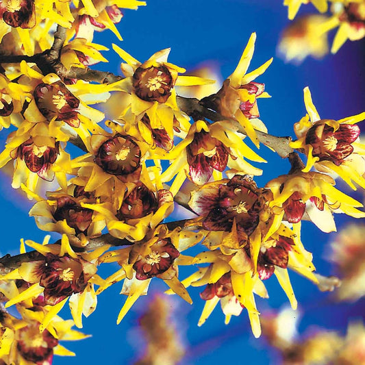 Chimonanthe précoce - Chimonanthus praecox - Arbustes