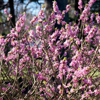 Bakker - Bois joli - Daphne mezereum rubra