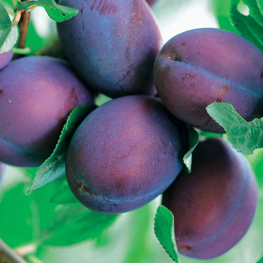 Prunier Président - Bakker