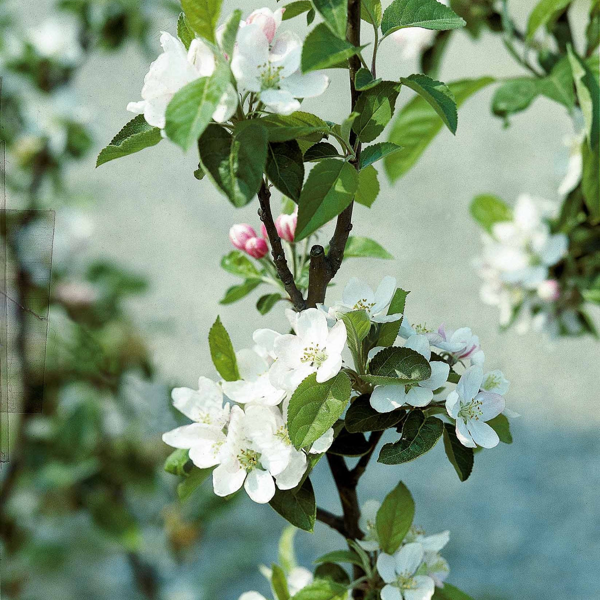 Pommiers - Pommier Golden Delicious - Malus domestica Golden Delicious