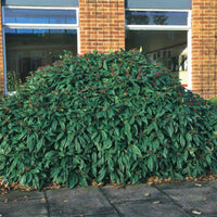 Bakker - Viorne de David - Viburnum davidii - Arbustes et vivaces