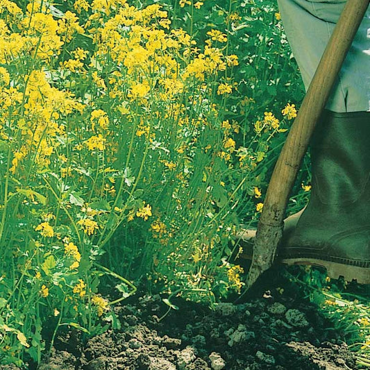 Moutarde blanche - Bakker