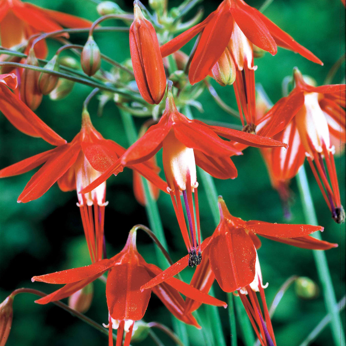 5 Corail du Mexique - Bessera elegans - Bakker