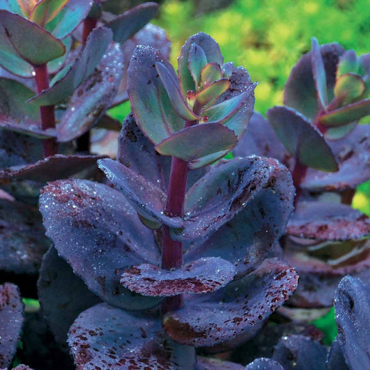 Sédum Perle bleue - Bakker