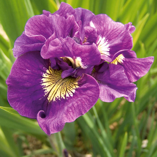 Iris de Sibérie Double Standard - Iris sibirica double standard - Plantes de bassin