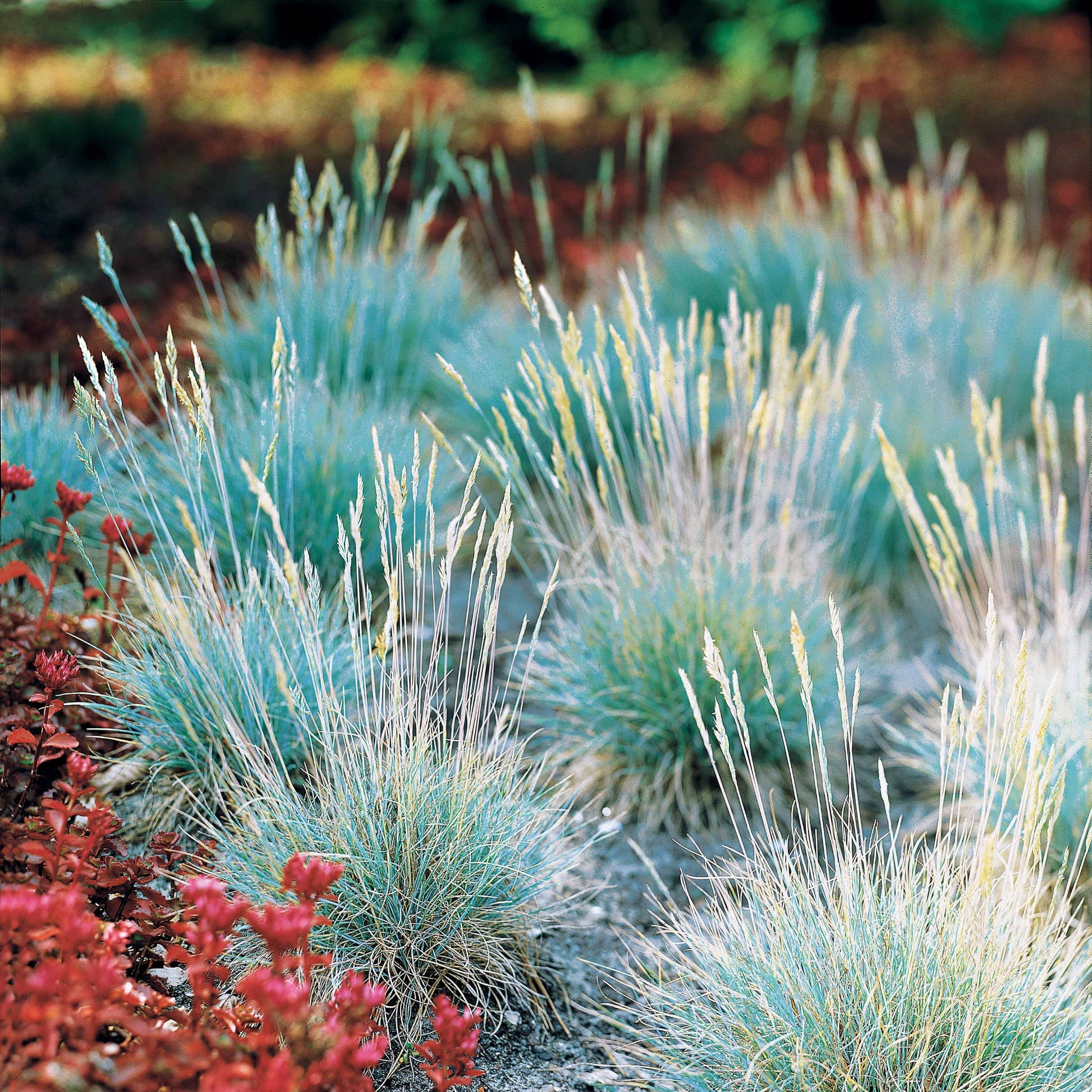 Festuca glauca Elijah Blue - Fétuque bleue Elijah Blue - Fétuque
