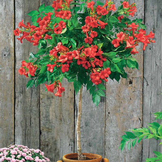 Bignone rouge sur tige - Bakker