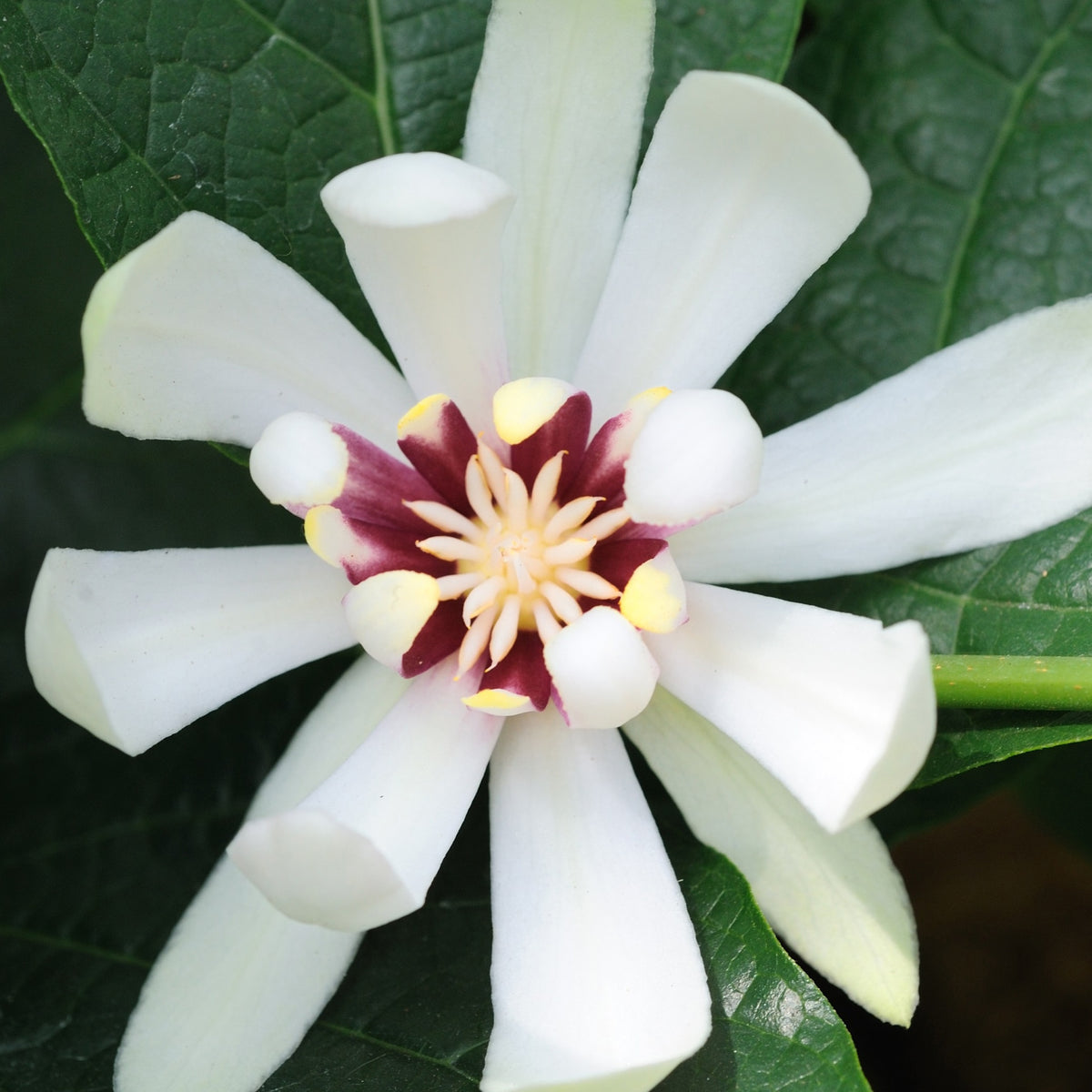 Arbre aux anémones Venus - Sinocalycanthus venus - Bakker