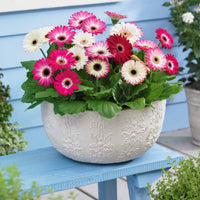 Gerbera pastel - Bakker.com | France