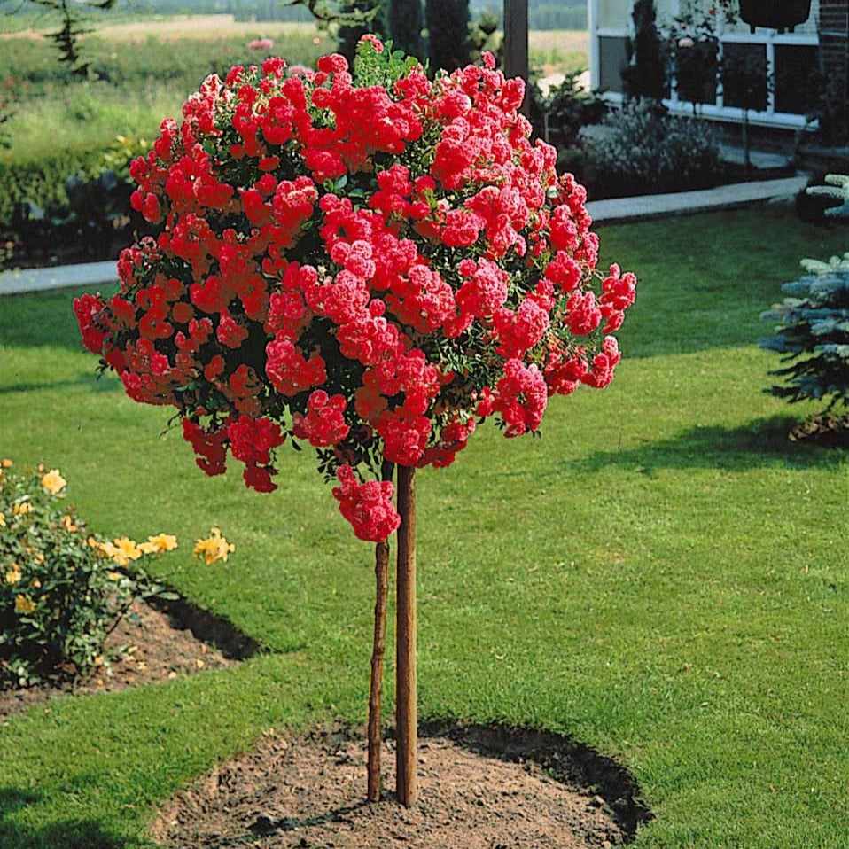 Rosier pleureur Excelsa sur tige - Rosa wichuraiana excelsa - Bakker