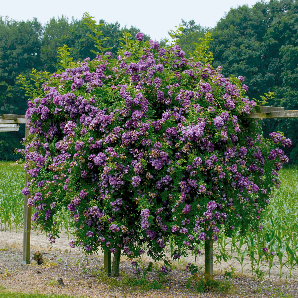 Rosier Bleu violet sur tige - Rosa veilchenblau - Bakker