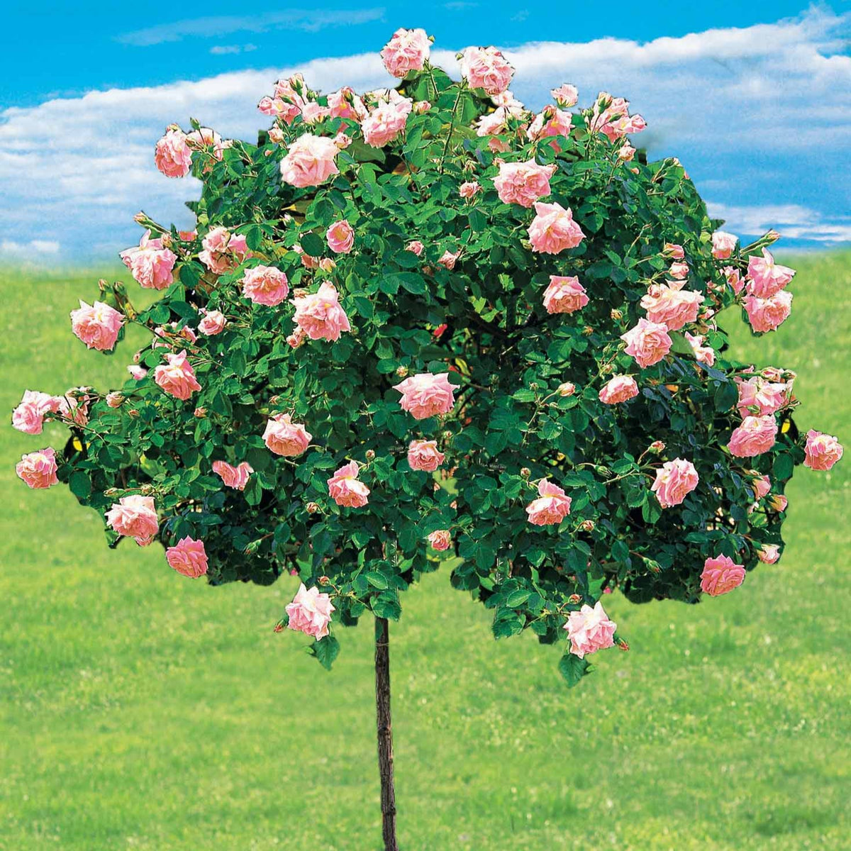 Rosa wichuraiana New Dawn - Rosier Cascade rose sur tige - Rosiers tige