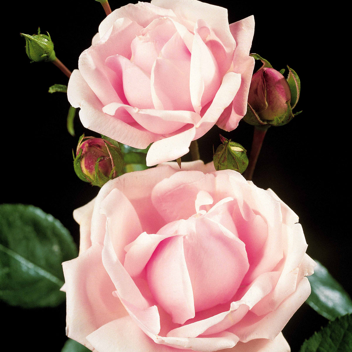 Rosier Cascade rose sur tige - Rosa wichuraiana New Dawn - Bakker