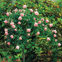 Rosier Cascade rose sur tige - Bakker.com | France