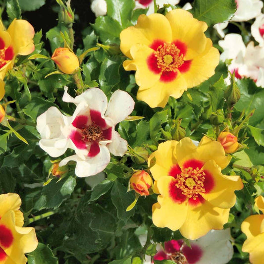 Rosier Babylon Eyes ® Cream Interbablitlig COV - Bakker