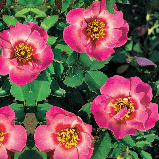 Rosier Babylon Eyes ® Queen Interybabeucq COV - Bakker