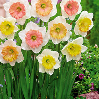 Narcisse Sentinelle - Narcissus sentinelle - Bulbes à fleurs