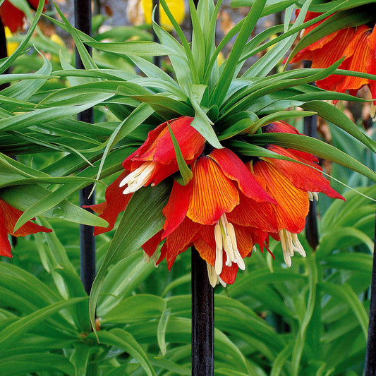Couronne impériale rouge - Bakker