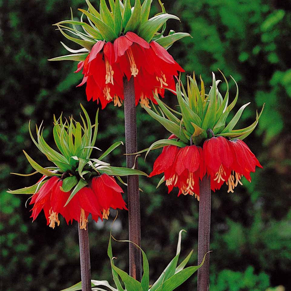 Bulbes de Fritillaria - Couronne impériale rouge - Fritillaria imperialis rubra