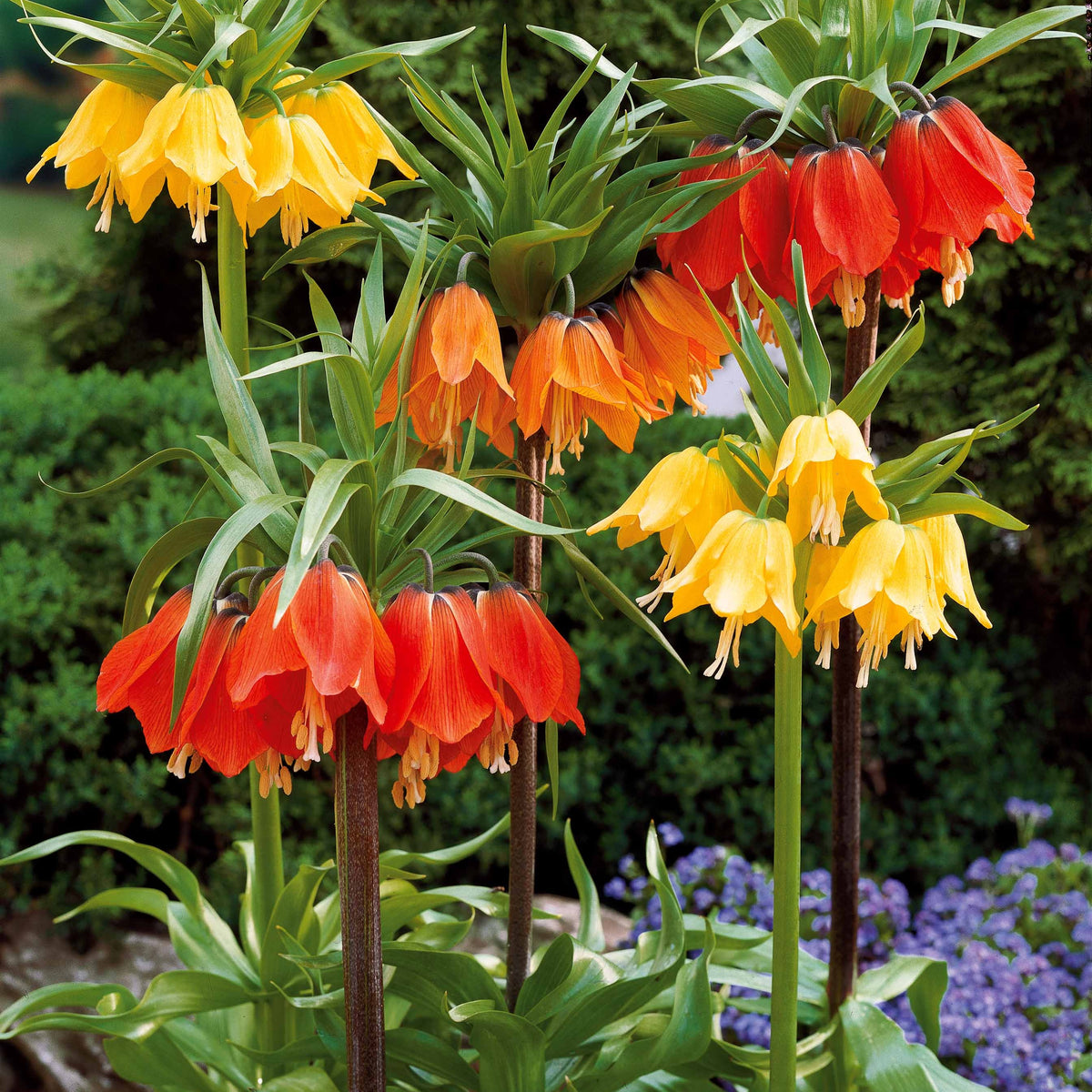 Vente Couronne impériale rouge - Fritillaria imperialis rubra