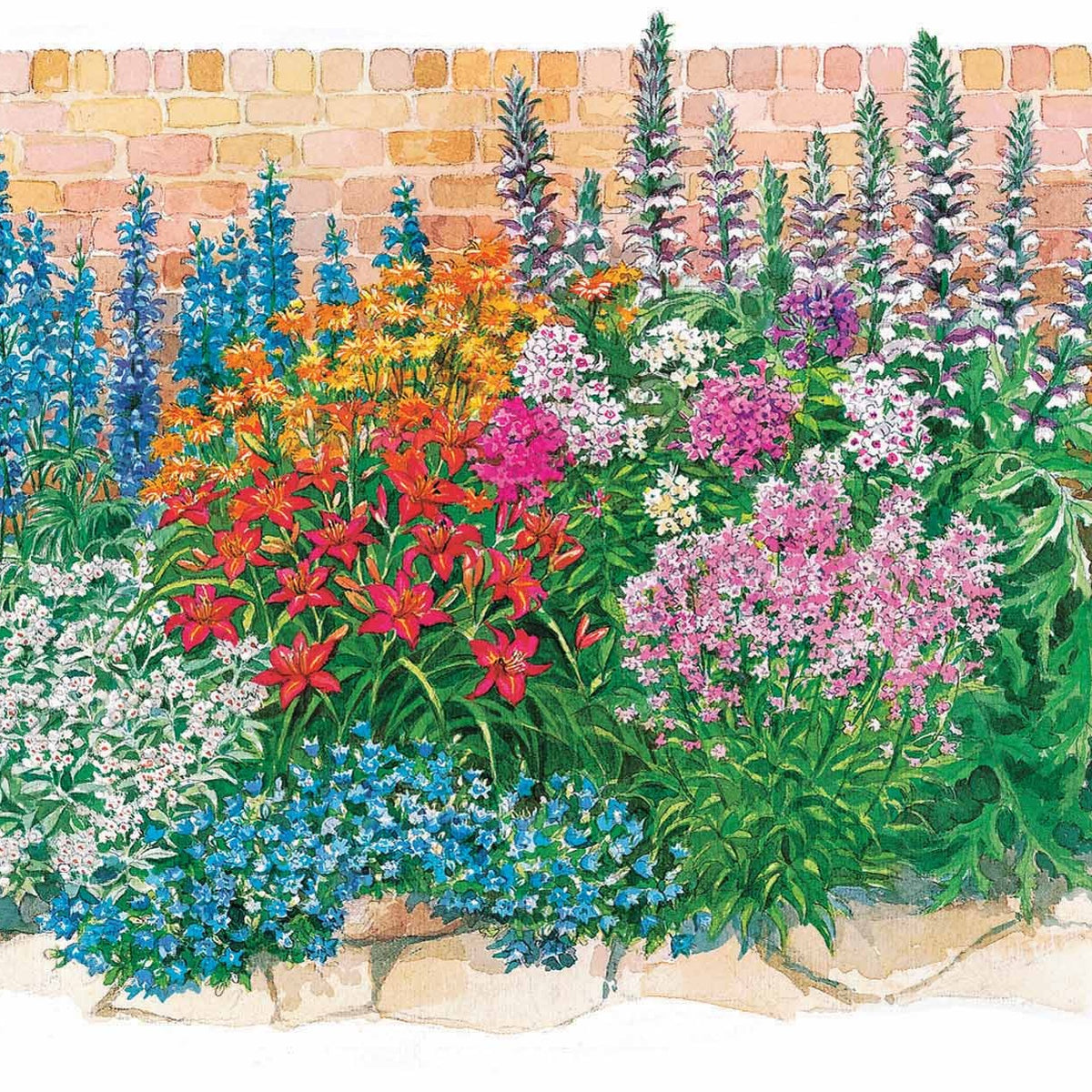 Le massif été fleuri - 18 plantes vivaces - Superficie environ 2 m² - Acanthus mollis, Heliopsis scabra, Aconitum napellus, Phlox paniculata, Hemrocallis Samy Russel,  Lychnis viscaria, Anaphalis triplinervis, Campanula carpatica - Bakker