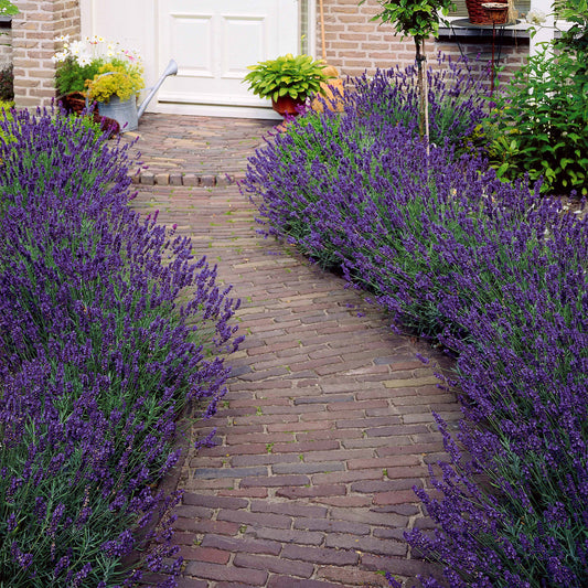 Bakker - Lavande bleue - Lavandula angustifolia hidcote blue - Par variété