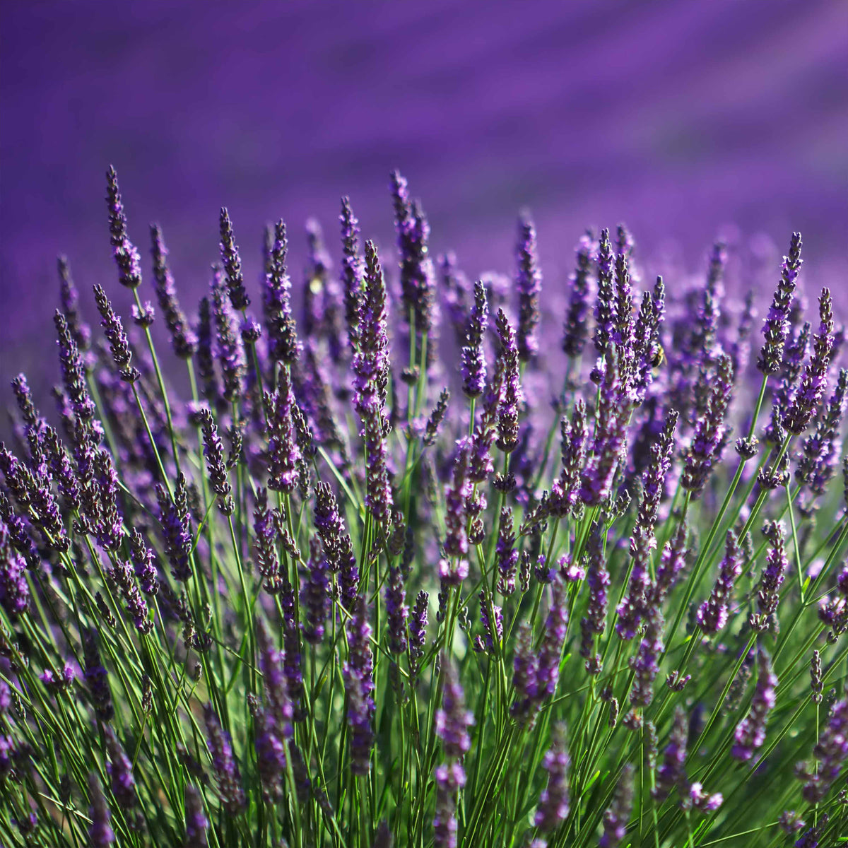 Lavande bleue - Lavandula angustifolia - Bakker