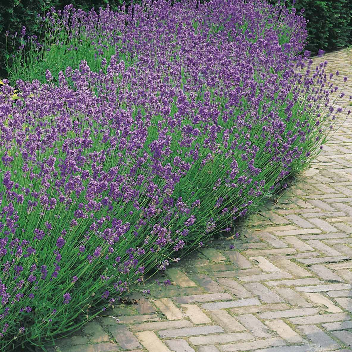 Lavande - Lavande bleue - Lavandula angustifolia
