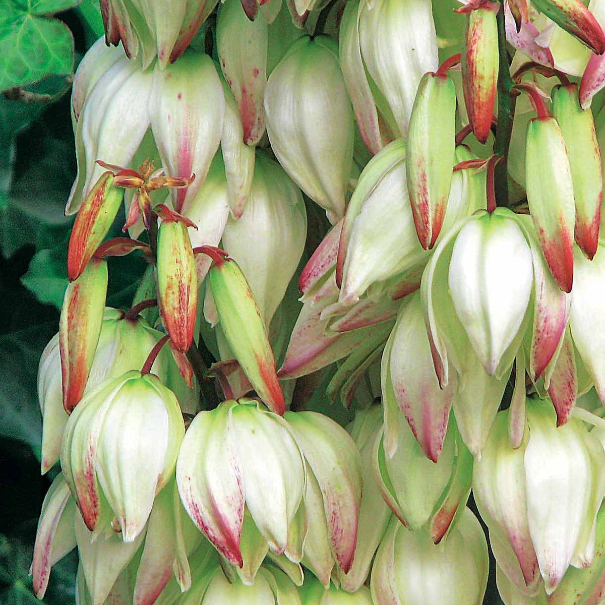 Yucca panaché - Yucca filamentosa Bright Edge - Bakker