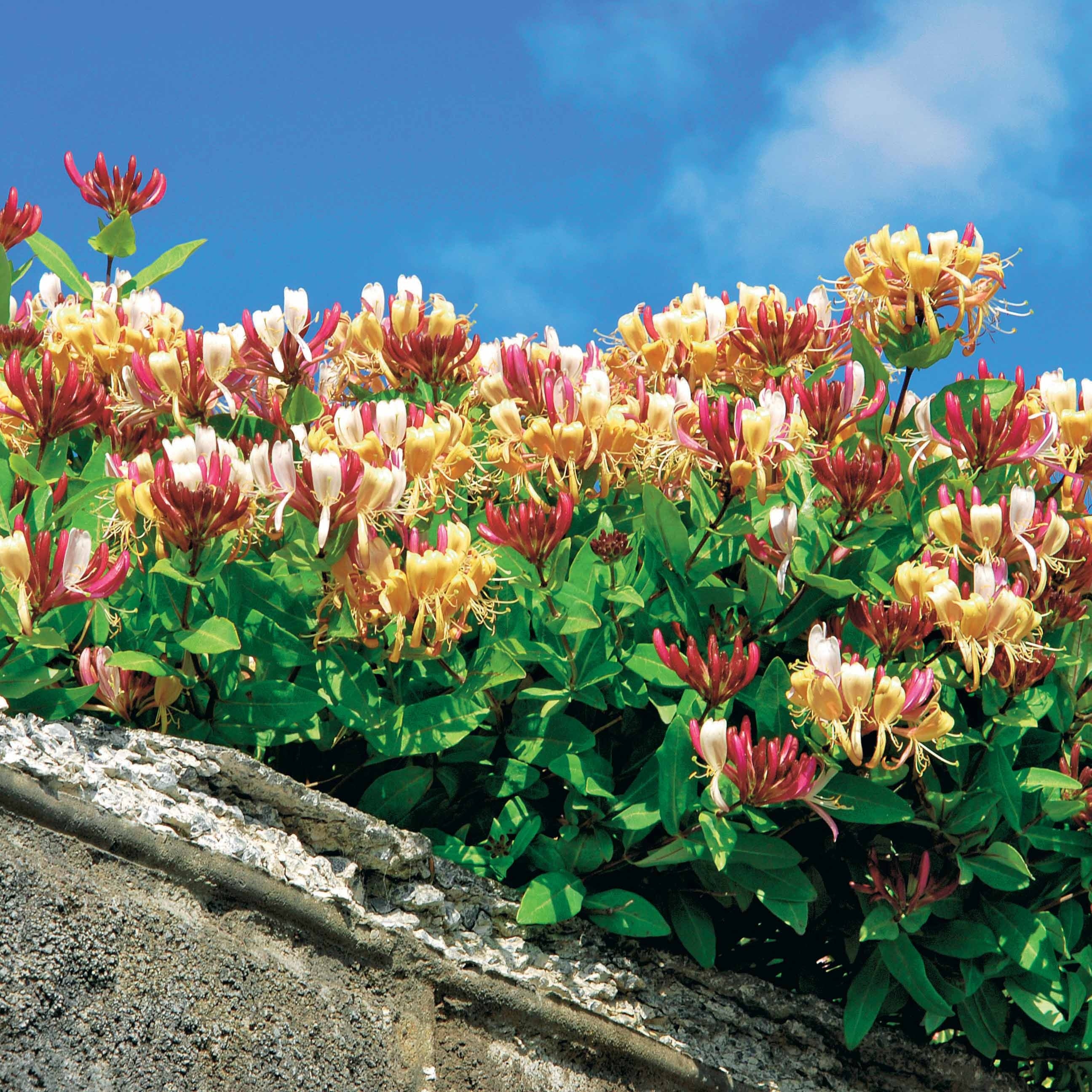 Chèvrefeuille 'Gold Flame' - Plante Grimpante Parfumée, Fleurs Rose-orange, Résistante Au Froid - 2