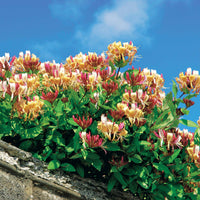 Bakker - Collection de Bignone et Chèvrefeuille - Campsis radicans stromboli, lonicera periclymenum - Arbustes et vivaces