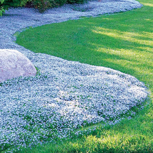 3 Étoiles bleues tapissantes - Bakker