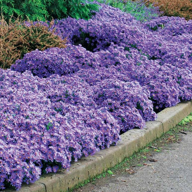 3 Asters Wood's light blue - Aster wood's light blue - Bakker