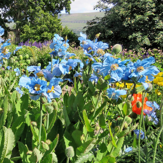 2 Pavots bleus de l'Himalaya - Bakker