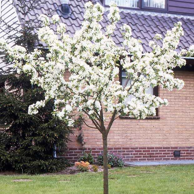 Poirier William's rouge - Pyrus communis William's red - Bakker