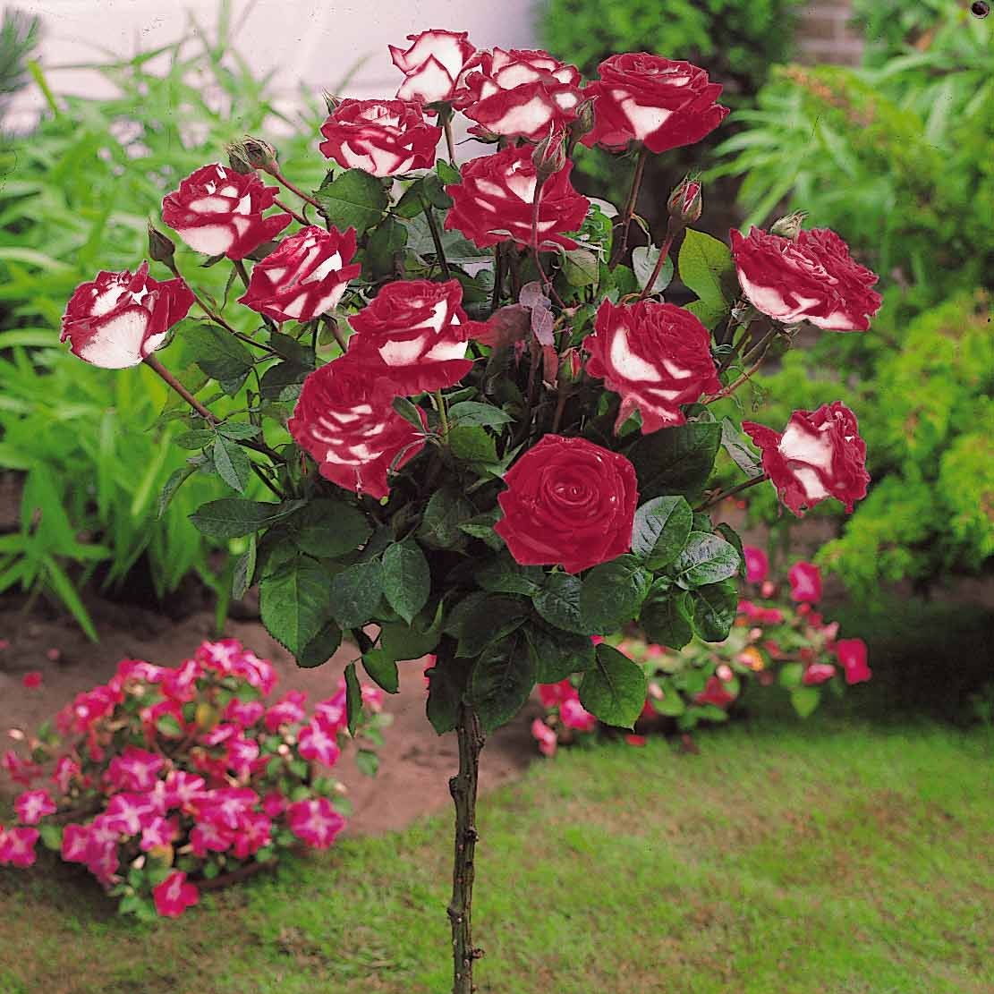 Rosier sur tige Osiria - Rosa Osiria - Bakker