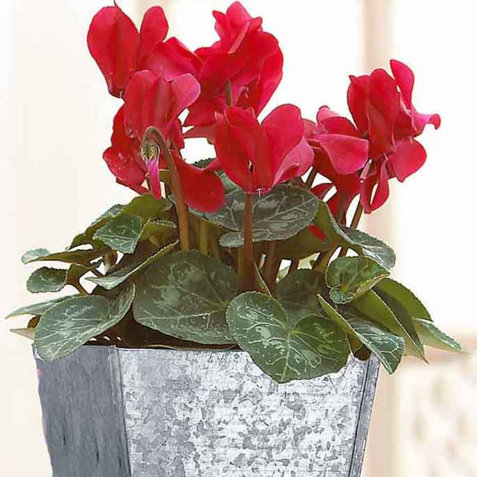 Bakker - 3 Cyclamens rouges - Cyclamen super série - Terrasses et balcons