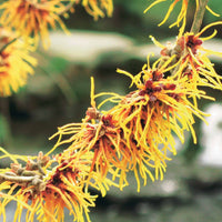 Bakker - Hamamélis de Chine - Hamamelis mollis - Plantes d'extérieur