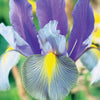 Iris de Hollande Mystic Beauty - Bakker.com | France