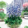 Delphinium Highlander® Bolero - Bakker.com | France