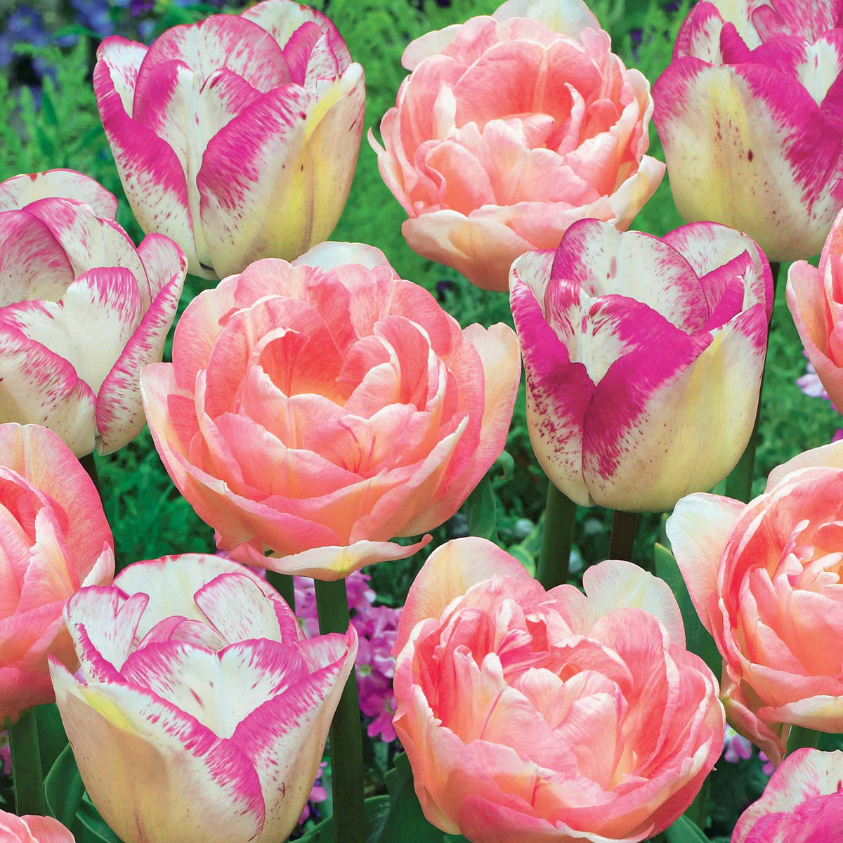 Collection de 20 Tulipes romantiques Angélique et  Shirley - Tulipa angélique , double shirley - Bakker