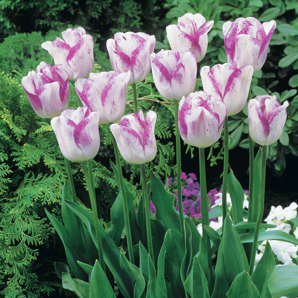 Tulipa angélique , double shirley - Collection de 20 Tulipes romantiques Angélique et  Shirley - Bulbes de Tulipe